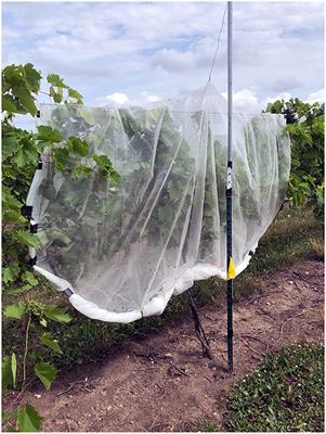 Impact of Adult Popillia japonica (Coleoptera: Scarabaeidae) Foliar Feeding Injury on Fruit Yield and Quality of a Temperate, Cold-Hardy Wine Grape, ‘Frontenac'